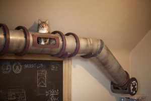 Туннель для кота в квартире